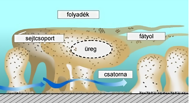biofilm eltavolitas2